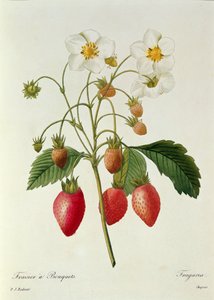 Fragaria (Strawberry), engraved by Chapuis, from 